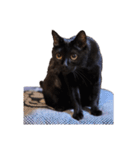ざぶとん猫オレオ殿(実写版)（個別スタンプ：12）
