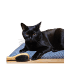 ざぶとん猫オレオ殿(実写版)（個別スタンプ：13）