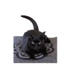ざぶとん猫オレオ殿(実写版)（個別スタンプ：14）