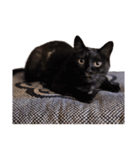 ざぶとん猫オレオ殿(実写版)（個別スタンプ：15）