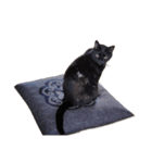 ざぶとん猫オレオ殿(実写版)（個別スタンプ：16）