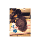 あいらぶしょう（個別スタンプ：3）