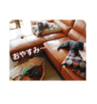 あいらぶしょう（個別スタンプ：7）
