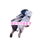 あいらぶしょう（個別スタンプ：11）