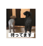 あいらぶしょう（個別スタンプ：12）