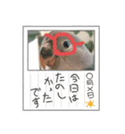 愛鳥ぴーすけ！！！②（個別スタンプ：4）