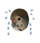 愛鳥ぴーすけ！！！②（個別スタンプ：5）