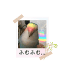 愛鳥ぴーすけ！！！②（個別スタンプ：7）
