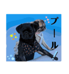 夏の季節のパグのスタンプ 【実写版】（個別スタンプ：10）