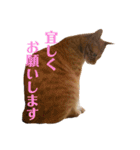 バロンの日常スタンプ2（個別スタンプ：21）