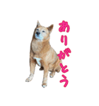 我が家のあーちゃん(美濃柴犬)（個別スタンプ：1）