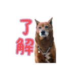 我が家のあーちゃん(美濃柴犬)（個別スタンプ：4）