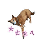 我が家のあーちゃん(美濃柴犬)（個別スタンプ：5）