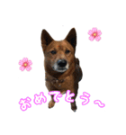 我が家のあーちゃん(美濃柴犬)（個別スタンプ：12）