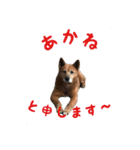 我が家のあーちゃん(美濃柴犬)（個別スタンプ：14）