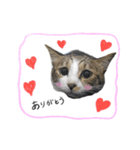 きじしろさんとはちわれさん（個別スタンプ：3）