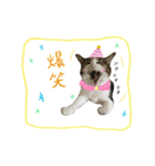 きじしろさんとはちわれさん（個別スタンプ：4）