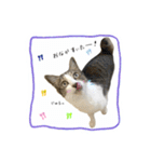 きじしろさんとはちわれさん（個別スタンプ：5）