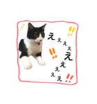 きじしろさんとはちわれさん（個別スタンプ：7）