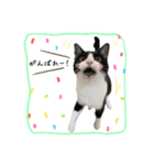 きじしろさんとはちわれさん（個別スタンプ：10）