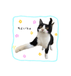 きじしろさんとはちわれさん（個別スタンプ：11）