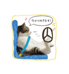 きじしろさんとはちわれさん（個別スタンプ：12）