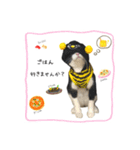 きじしろさんとはちわれさん（個別スタンプ：13）