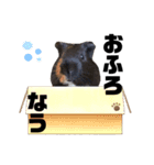 もりぞうくん。（個別スタンプ：1）
