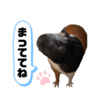もりぞうくん。（個別スタンプ：6）