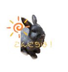 うさぎのハイミー（個別スタンプ：2）