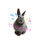 うさぎのハイミー（個別スタンプ：4）