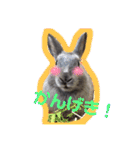 うさぎのハイミー（個別スタンプ：5）