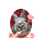 うさぎのハイミー（個別スタンプ：7）