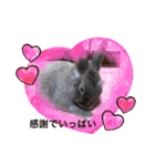 うさぎのハイミー（個別スタンプ：8）