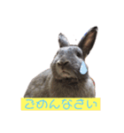 うさぎのハイミー（個別スタンプ：10）
