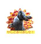 うさぎのハイミー（個別スタンプ：11）