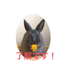 うさぎのハイミー（個別スタンプ：12）