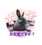 うさぎのハイミー（個別スタンプ：14）