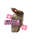 うさぎのハイミー（個別スタンプ：15）