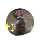 うさぎのハイミー（個別スタンプ：16）