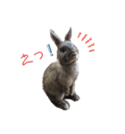 うさぎのハイミー（個別スタンプ：17）