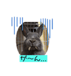 うさぎのハイミー（個別スタンプ：19）