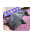 うさぎのハイミー（個別スタンプ：22）
