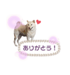 KONAちゃん①（個別スタンプ：2）