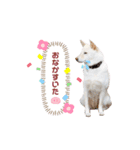 KONAちゃん①（個別スタンプ：4）