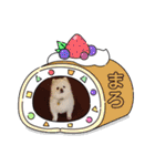 ポメラニアンまろ（個別スタンプ：8）