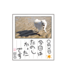 ポメラニアンまろ（個別スタンプ：10）