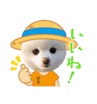 ポメラニアンまろ（個別スタンプ：12）