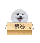 ポメラニアンまろ（個別スタンプ：16）