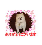 ポメラニアンまろ（個別スタンプ：18）